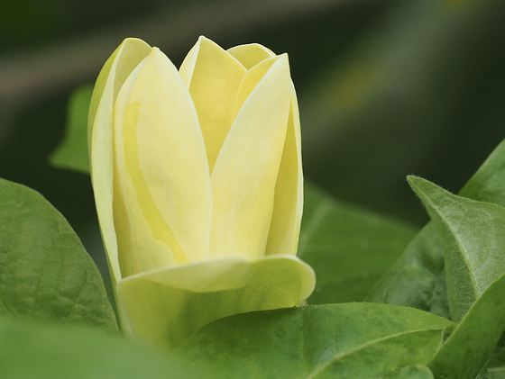 Yellow Bird Magnolia brookynensis