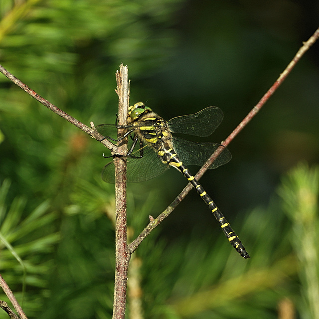 Cordulegaster boltonii