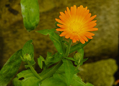 20210822 2440CPw [D~LIP] Garten-Ringelblume (Calendula officinalis), Bad Salzuflen