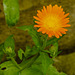 20210822 2440CPw [D~LIP] Garten-Ringelblume (Calendula officinalis), Bad Salzuflen