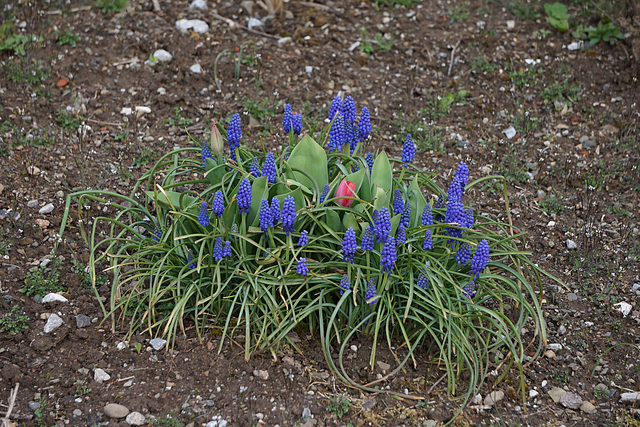 Tulpe zwischen Traubenhyazinthen