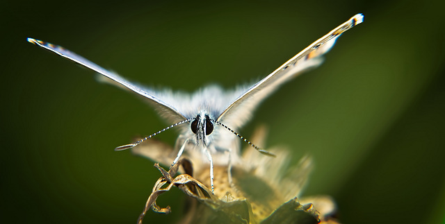 Der Bläuling (Lycaenidae) hat sich da oben sehr schön plaziert :))  The Blue butterfly (Lycaenidae) has placed itself very nicely up there :))  Le papillon bleu (Lycaenidae) s'est très bien placé là-h