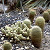 Cactus Kindergarden