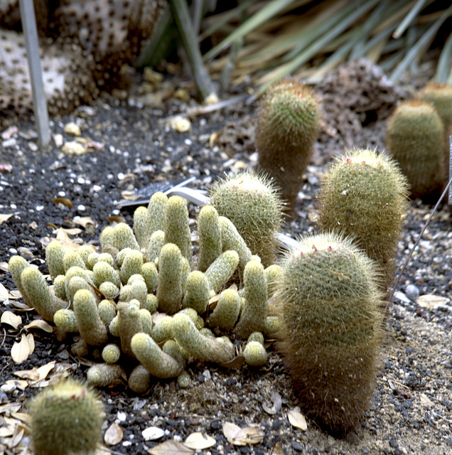 Cactus Kindergarden