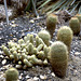 Cactus Kindergarden Cactus Kindergarden