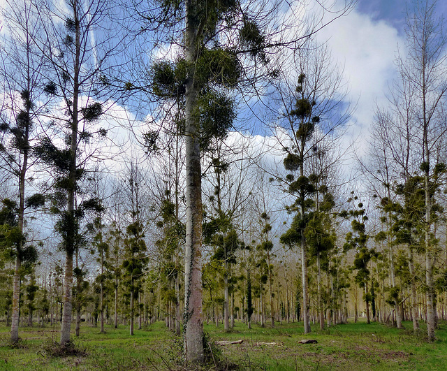 Via Turonensis - Mistletoe