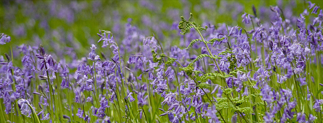 Blue haze and bracken