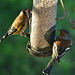 Goldfinch and Chaffinch