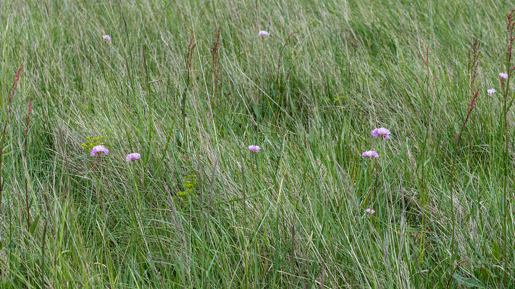 Lauch, Allium spec. - 2016-04-26_D4_DSC6735