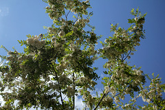 Robinia pseudoacacia (14)