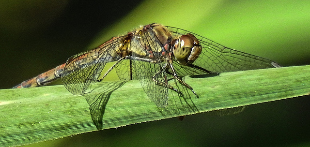 20190902 5699CPw [D~VR] Große Heidelibelle, Boddenland, Müggenburg