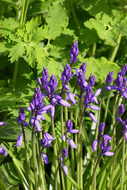 Bluebells focus stack