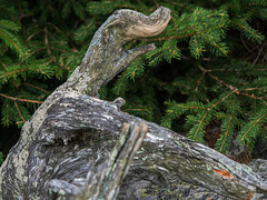 Verwandter von Alfred Jodocus Kwak