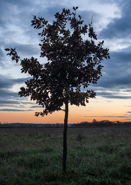 Nov 19: Little Oak