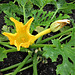 Courgette flower.