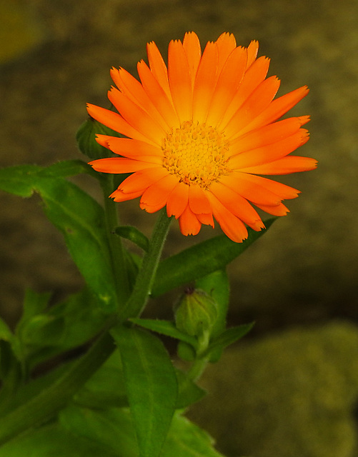 20210822 2441CPw [D~LIP] Ringelblume (Calendula officinalis), Bad Salzuflen