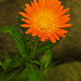 20210822 2441CPw [D~LIP] Ringelblume (Calendula officinalis), Bad Salzuflen