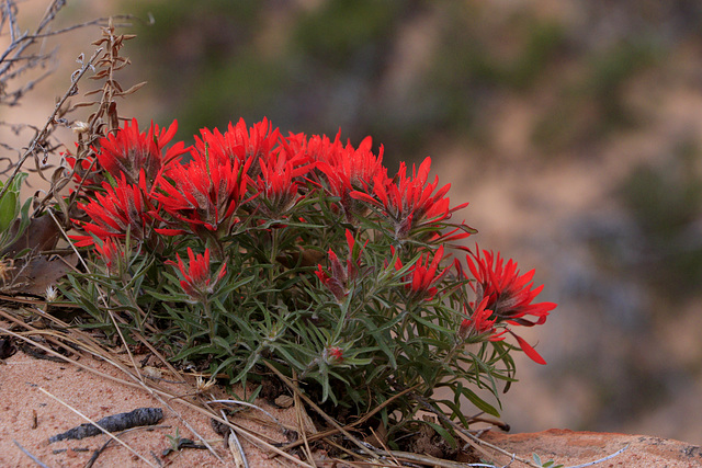 Zion Indian Paintbrush