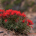 Zion Indian Paintbrush