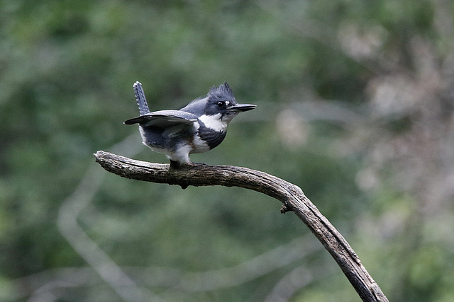 martin-pêcheur / belted kingfisher martin-pêcheur / belted kingfisher