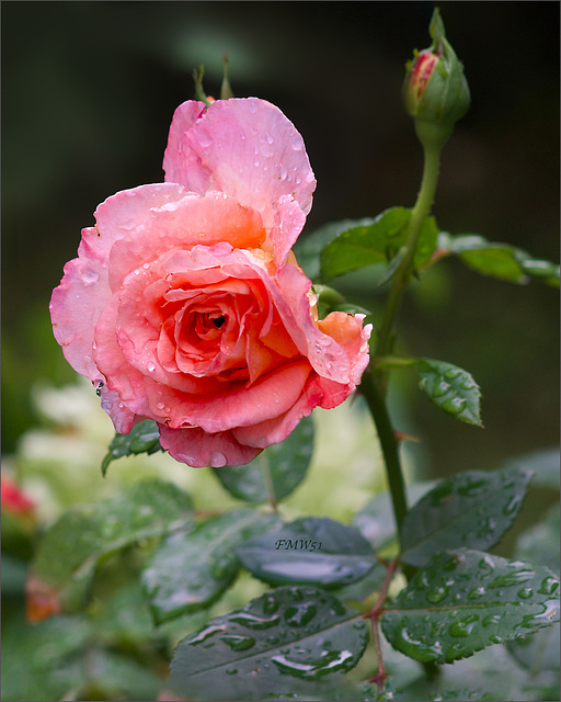 Nasse Blüte