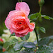 Nasse Blüte