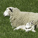 Sheep and sleepy Lamb