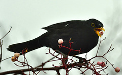 Blackbird