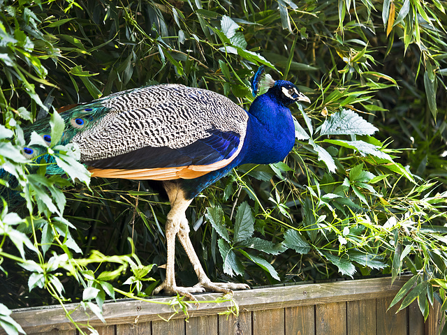 La Torbiera, Faunistic Park, Agrate Conturbia, Novara