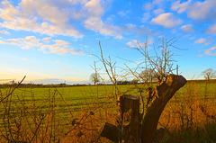 Over the garden hedge