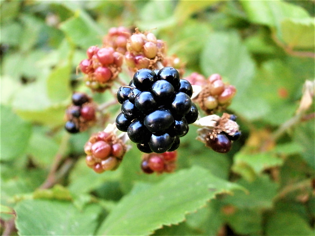 Lovely juicy blackberry