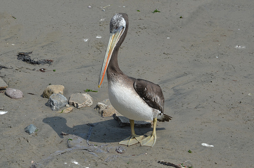 Lima, Playa Agua Dulce, Cute Pelican