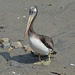 Lima, Playa Agua Dulce, Cute Pelican
