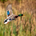 Mallard in flight.8jpg