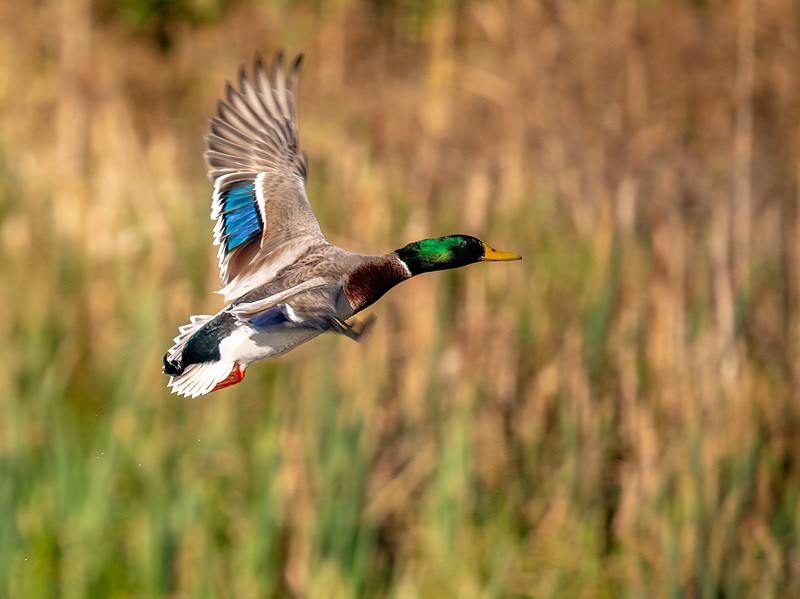 Mallard in flight.8jpg