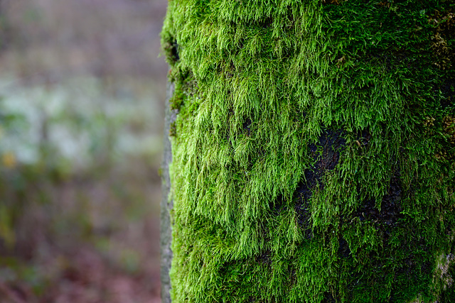 Moss on tree