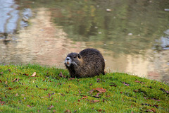 Heute gesehen - Nutria