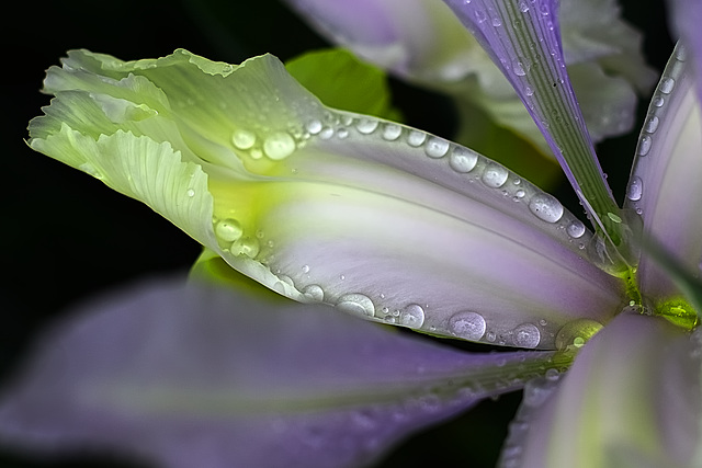 Iris après la pluie.