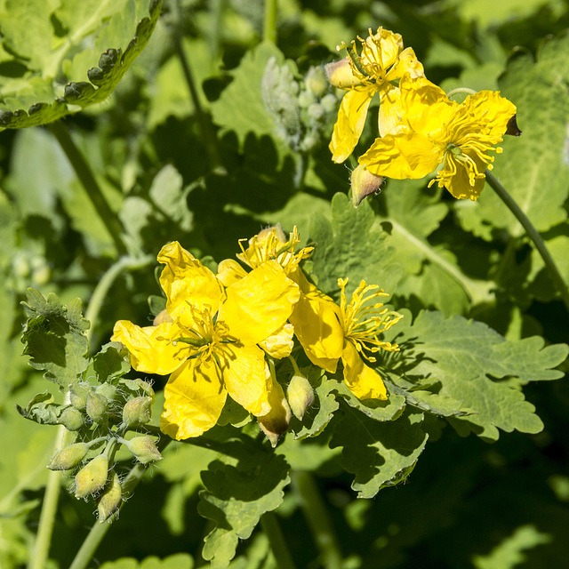 Greater Celandine