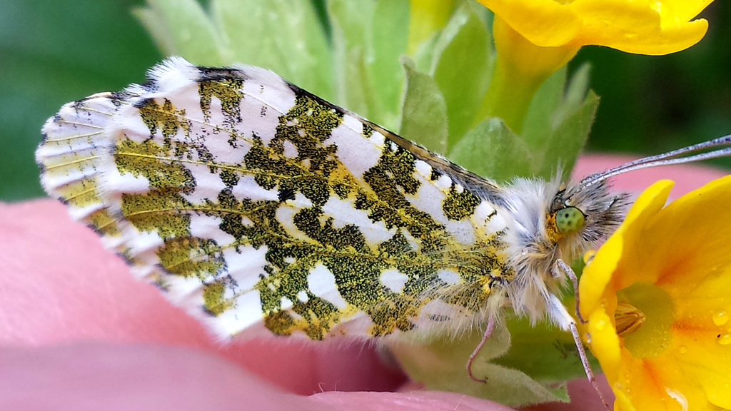 Papillon du printemps