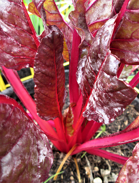 Ruby Chard.