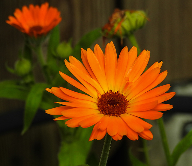 20210822 2442CPw [D~LIP] Garten-Ringelblume (Calendula officinalis), Bad Salzuflen