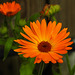 20210822 2442CPw [D~LIP] Garten-Ringelblume (Calendula officinalis), Bad Salzuflen