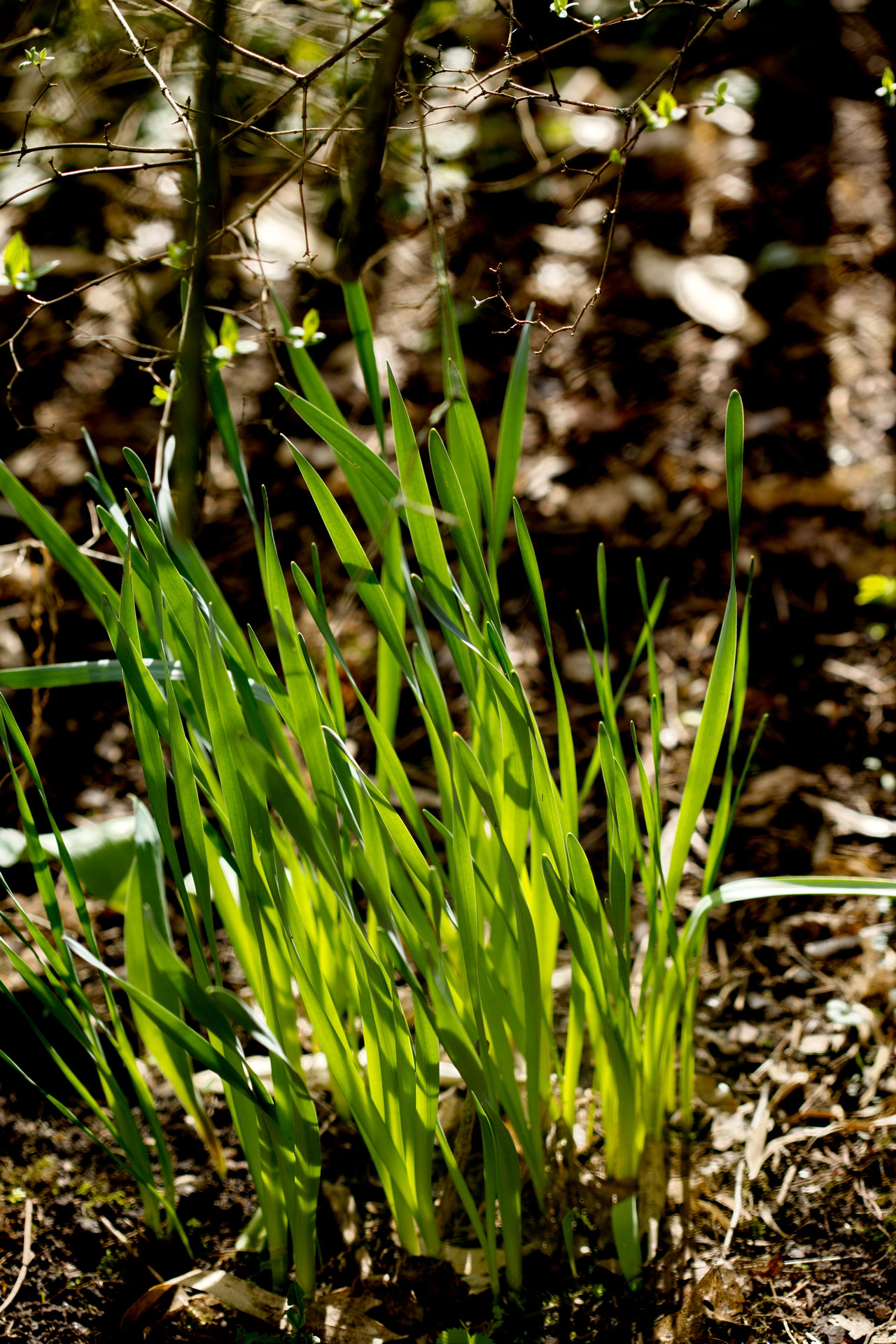 Springfenceshadow - HFF!