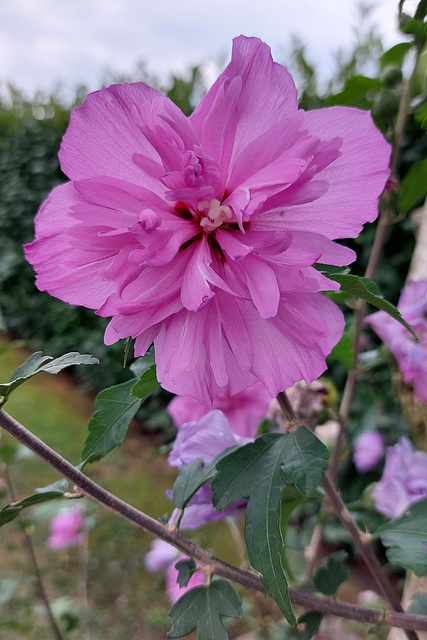 HIBISCUS syriacus ‘Ardens’ - World Photography Day 19-agosto-2024