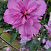 HIBISCUS syriacus ‘Ardens’ - World Photography Day 19-agosto-2024