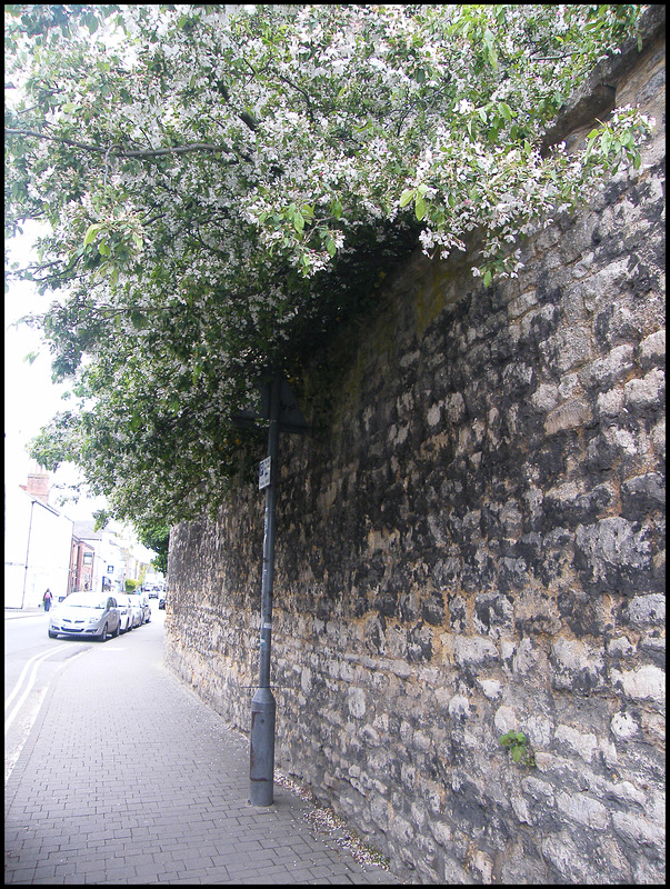 last of the infirmary blossom