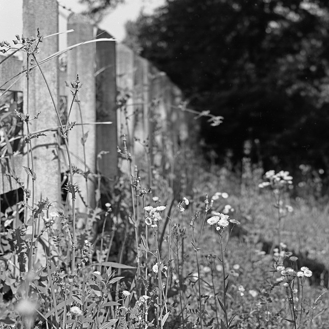 Weeds by the railway