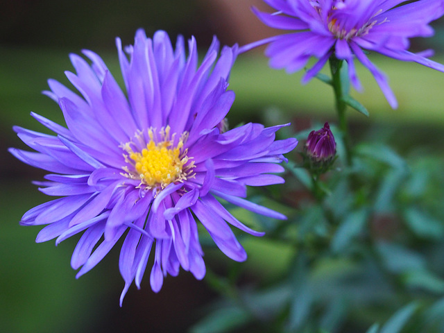 Aster ( Michaelmas Daisy )