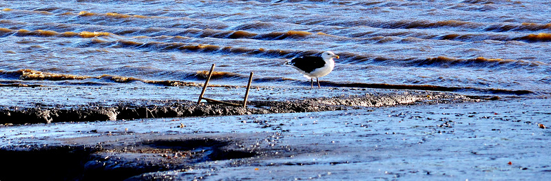 Gull in the mud